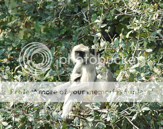monkeys.jpg
