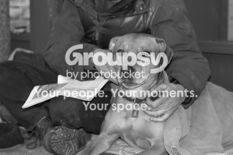 homelessdog.jpg