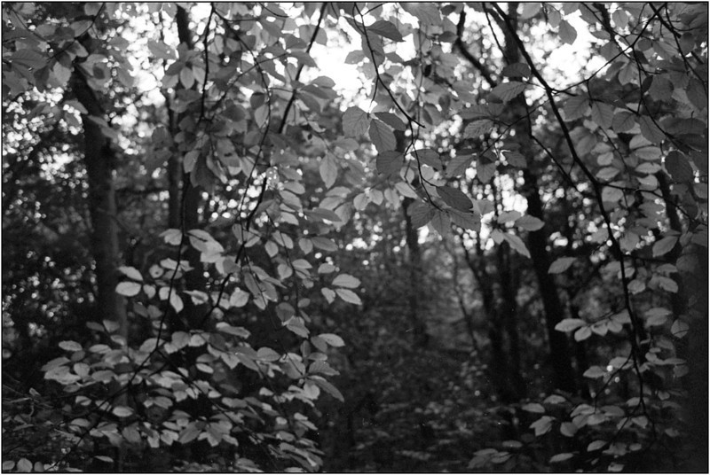 img719-L.jpg