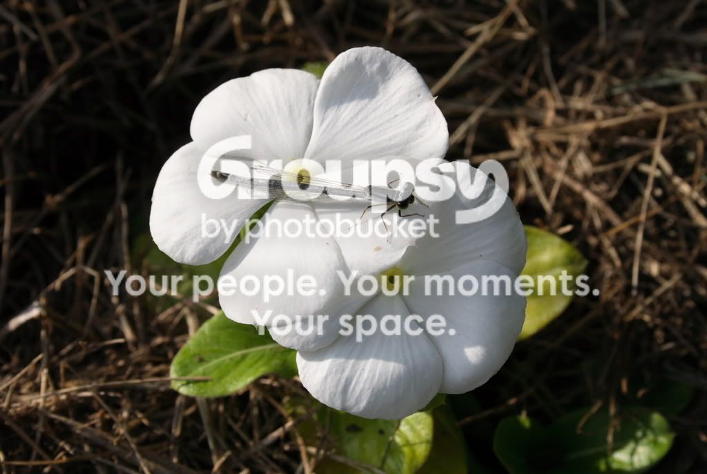 DPP_0002.jpg