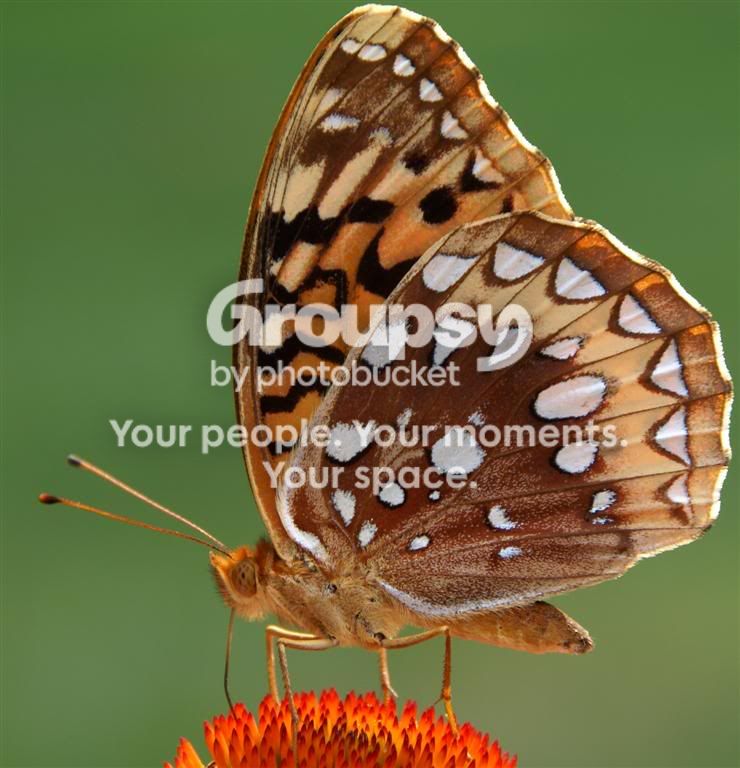 DSC01417cLarge.jpg