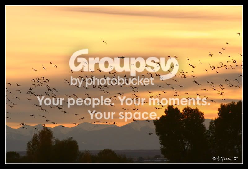 dusk-ducks-2.jpg