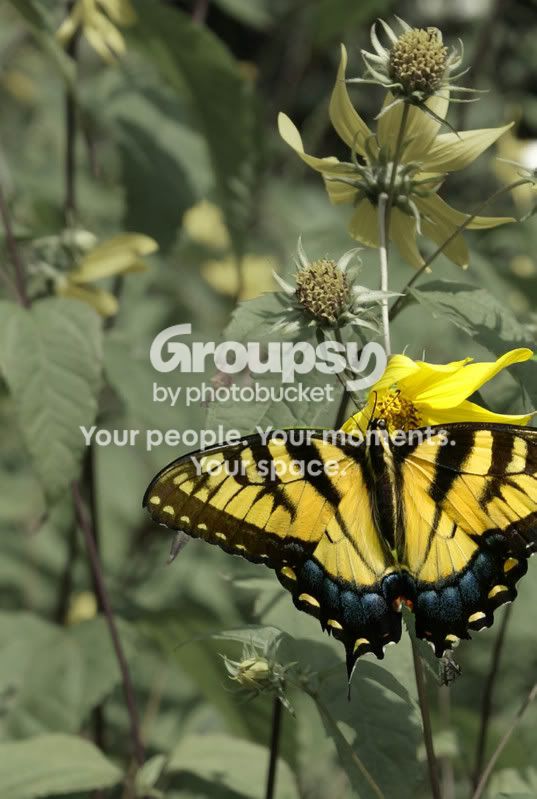 butterfly.jpg