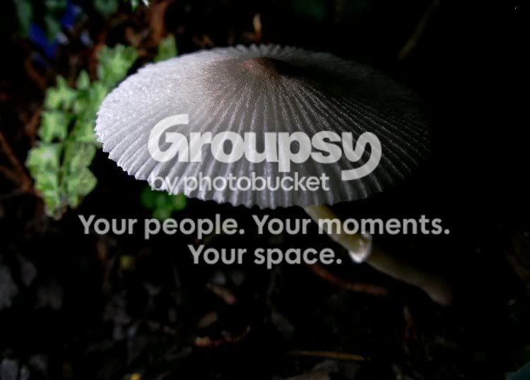 WhiteMushroom2002StratClonedSMHR.jpg