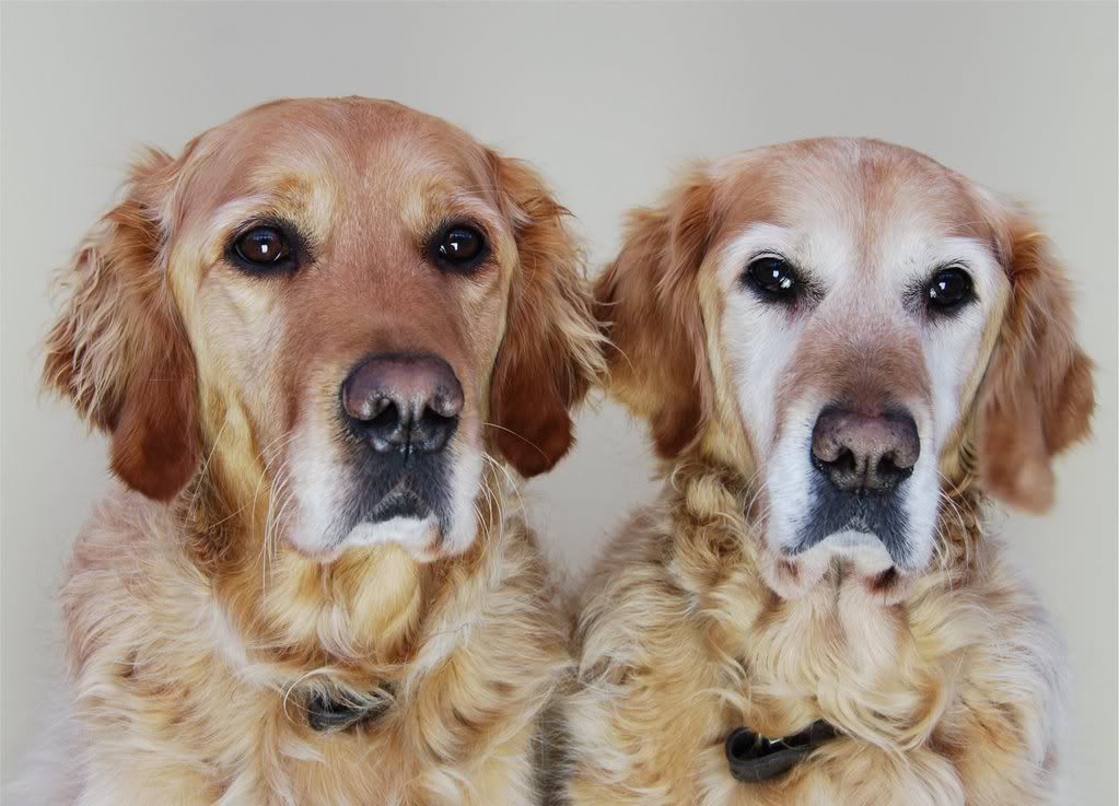 dogs.jpg