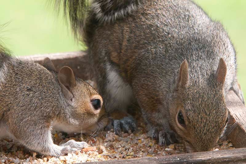 squizzle-4-1.jpg