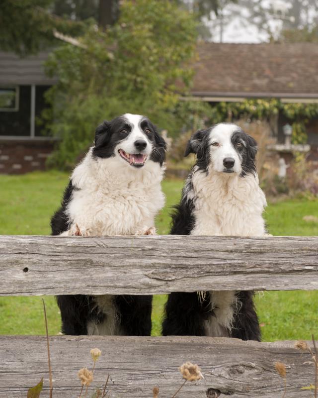 Dogs.jpg