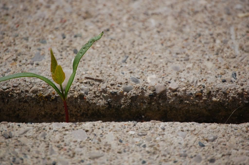 sidewalkcrack.jpg