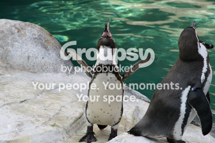 penguin2.jpg