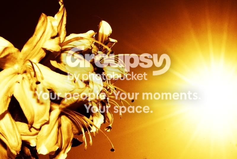 sun010small.jpg