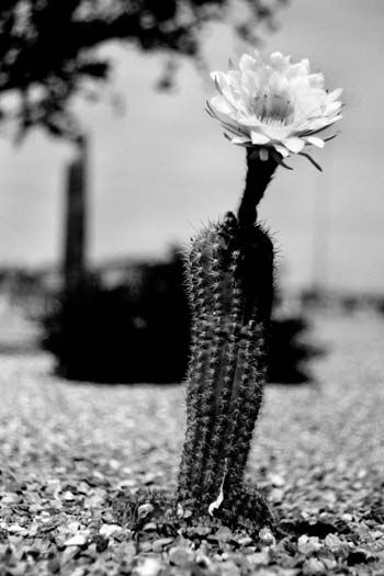 cactuscomparisonbw_5477share.jpg