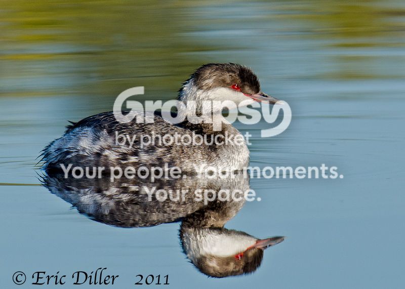 _ECD3329-copy800-1.jpg