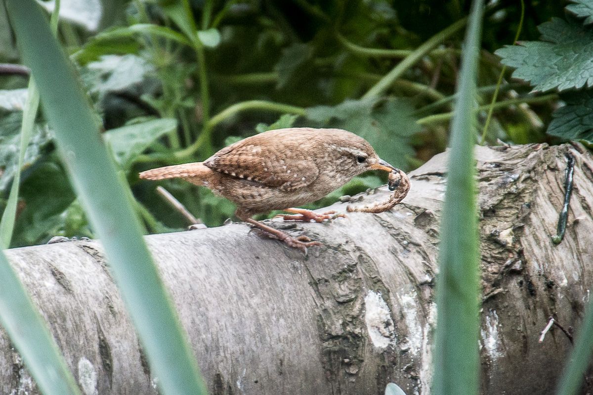 Wren1_zpstq8xwjrs.jpg