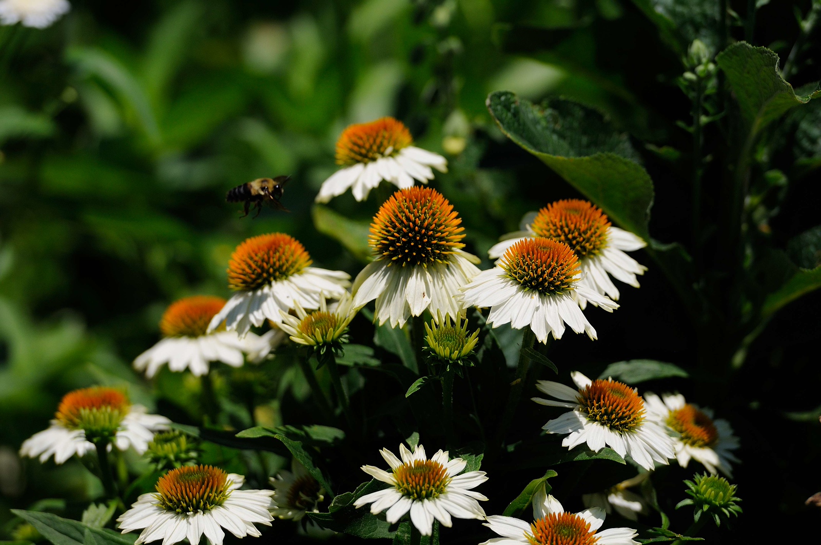DSC_00016-X3.jpg