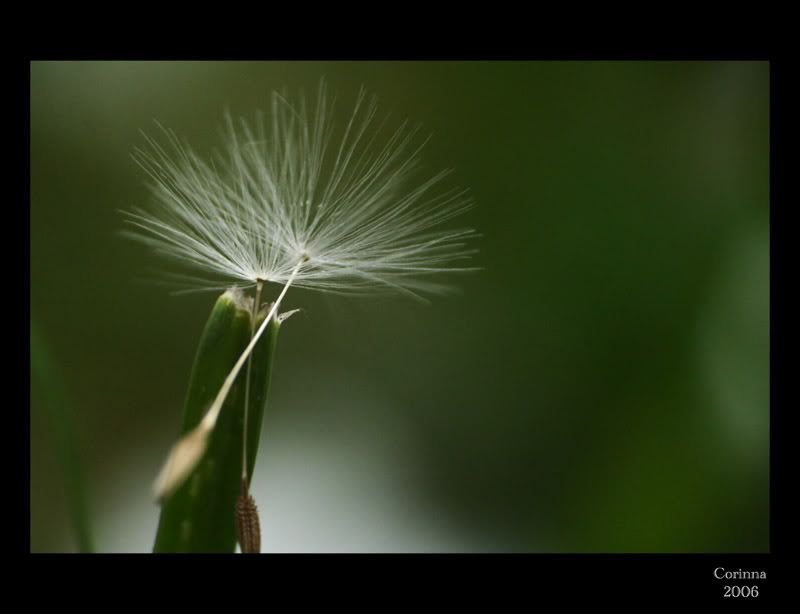 Lwenzahn-Macro_13.jpg