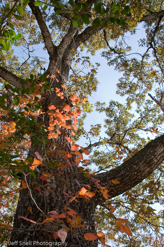 Fall001.jpg
