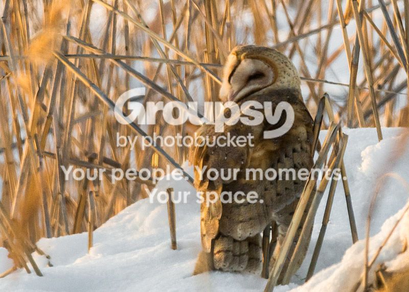 owl1_zps86195a37.jpg