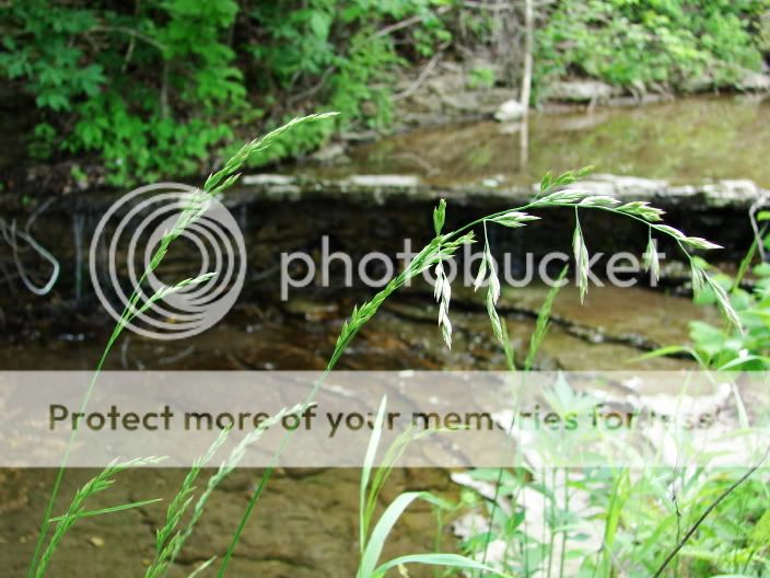 streamside.jpg