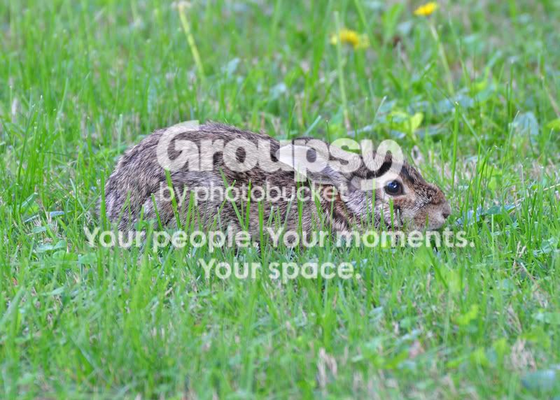 Bunnyresized.jpg