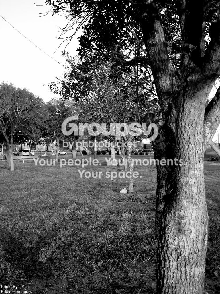 treephoto.jpg