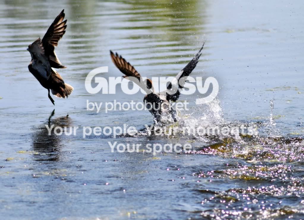 ducksfight.jpg