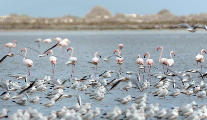 flamingos_01.jpg