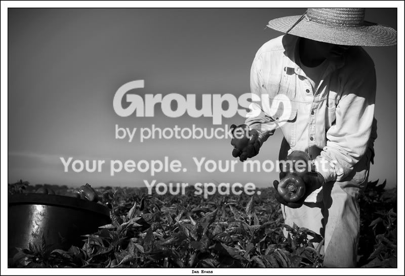 PEPPER_HARVEST_05v2.jpg