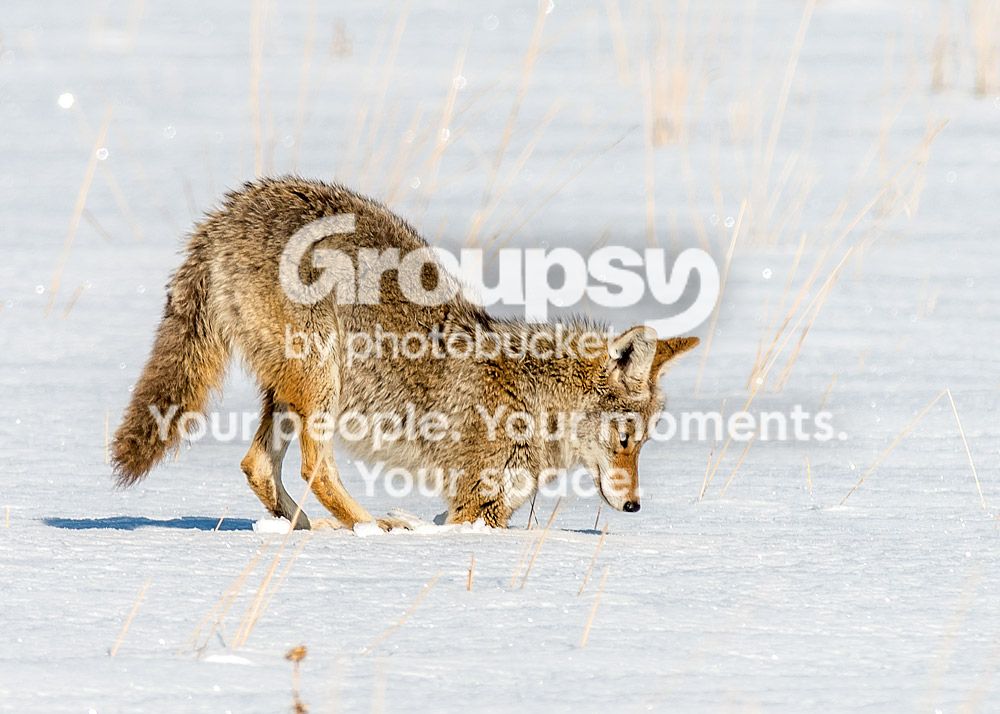 coyote_zps51b3b007.jpg~original