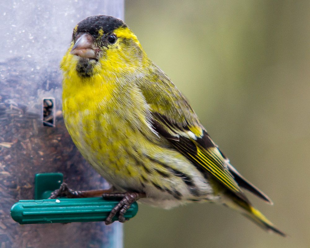 siskin-1_zpsb5c897a2.jpg
