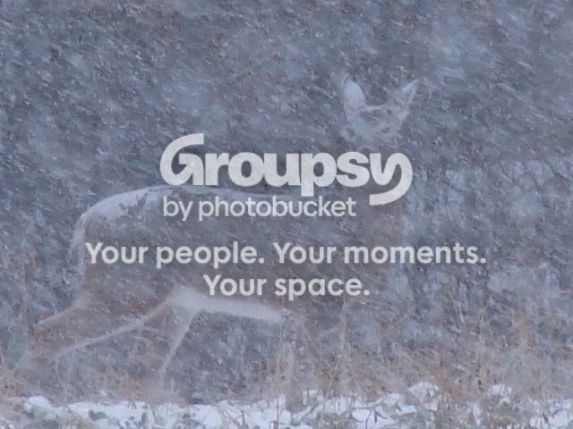 snowanddeer12-15-16061-1.jpg