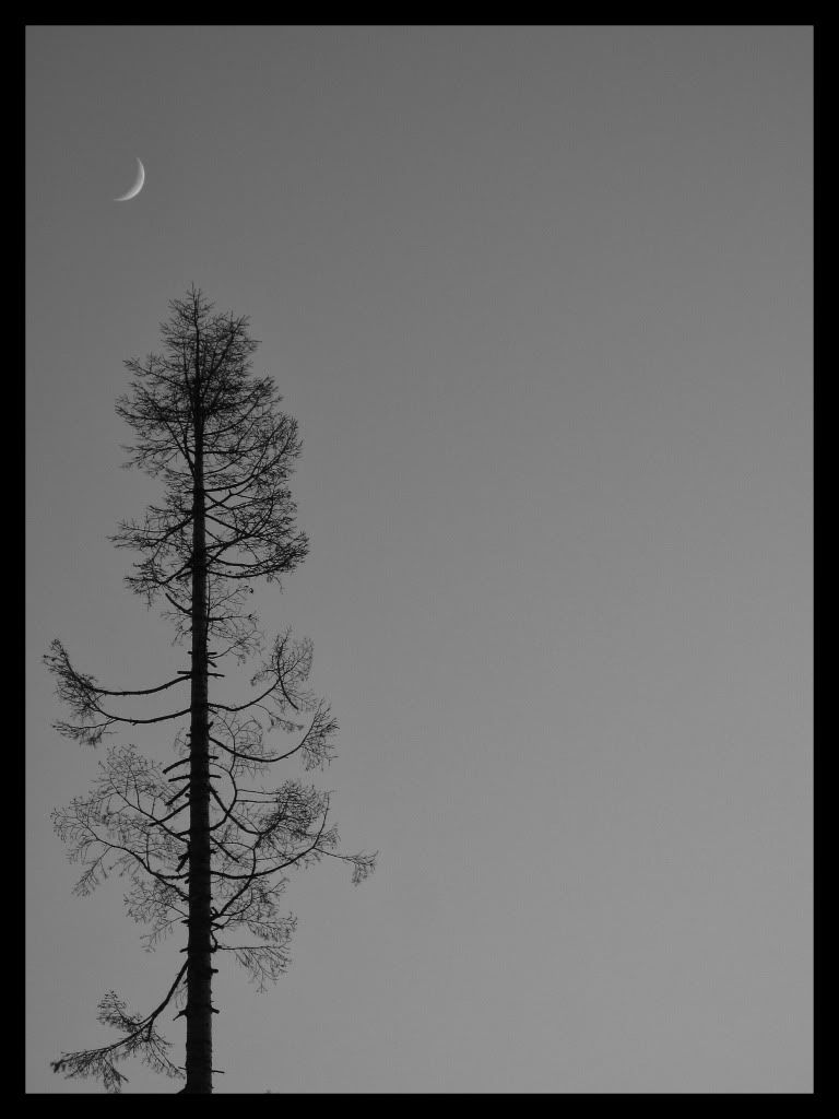 MoonandTree-1.jpg