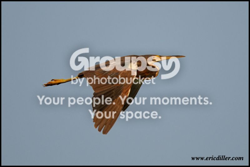 PIC_7403copy.jpg