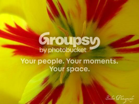 tulip2.jpg