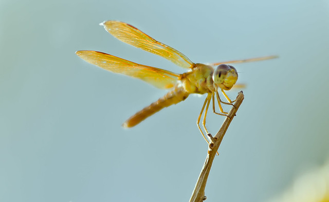 8052643327_f09a1384d6_z.jpg