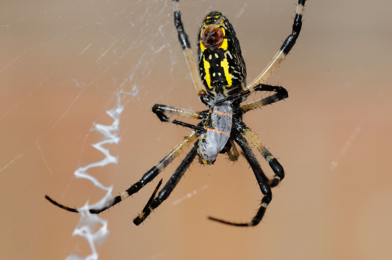 DSC_00110-X3.jpg