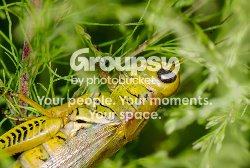 GrasshopperCloseup092812-1.jpg