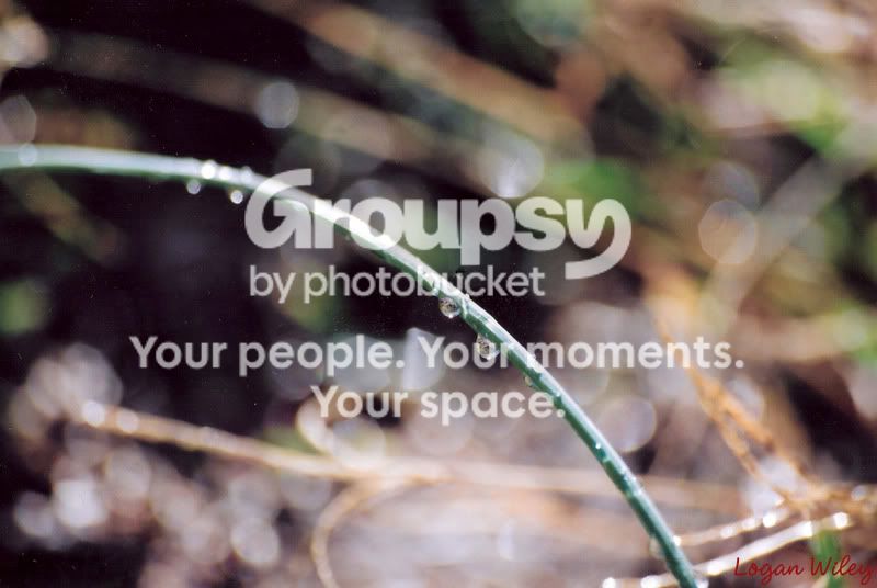waterdropletongrass.jpg