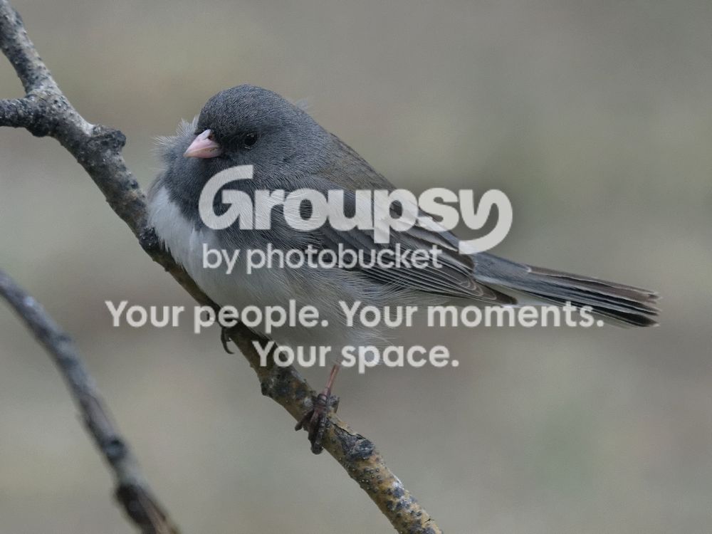 Dark%20eyed%20junco_zpseezsqtjh.jpg