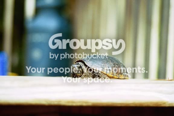 turtle.jpg