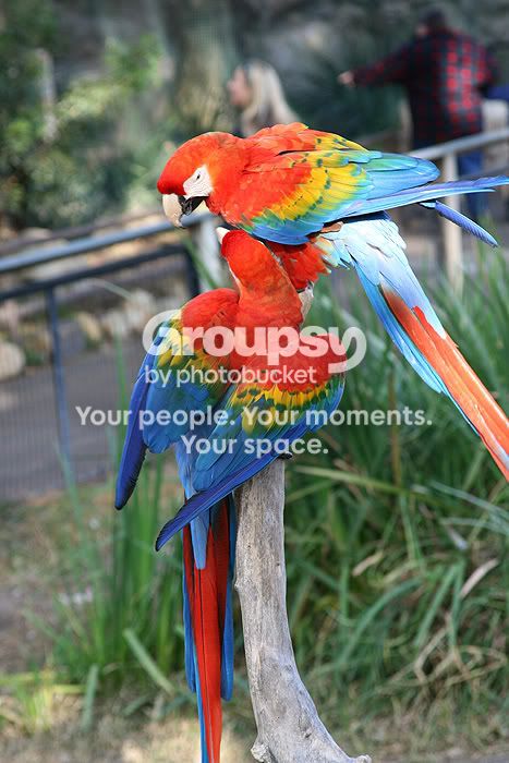 macaws2.jpg