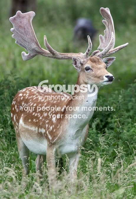 Deer1.jpg