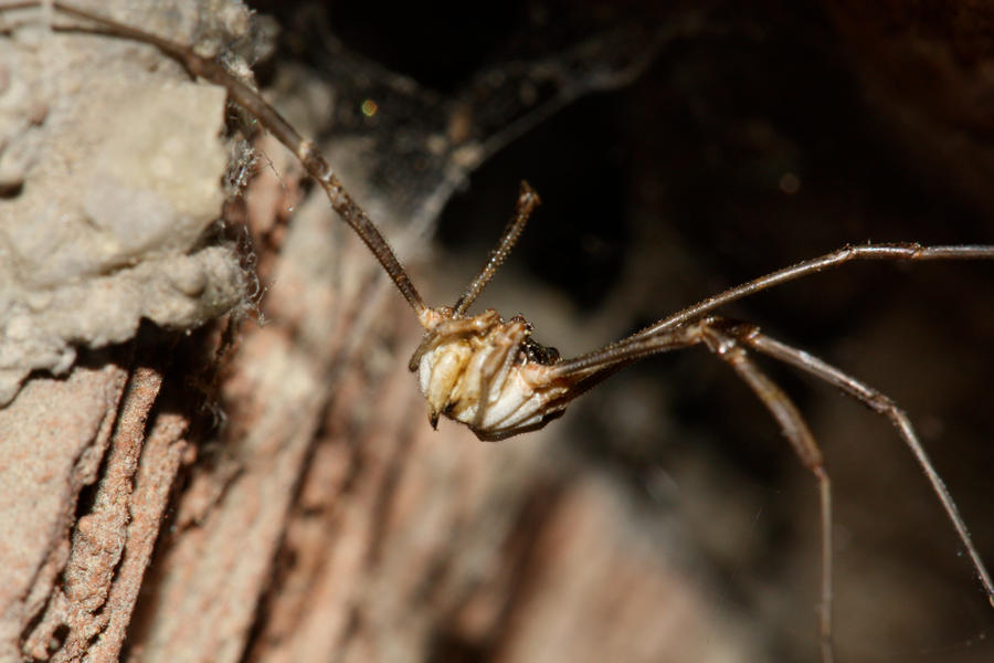 Daddy_Long_Legs_by_mack1time.jpg