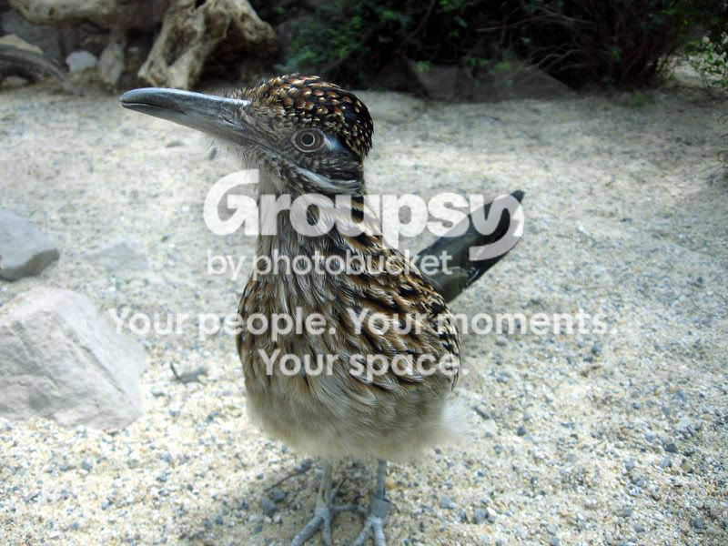 RoadRunner.jpg