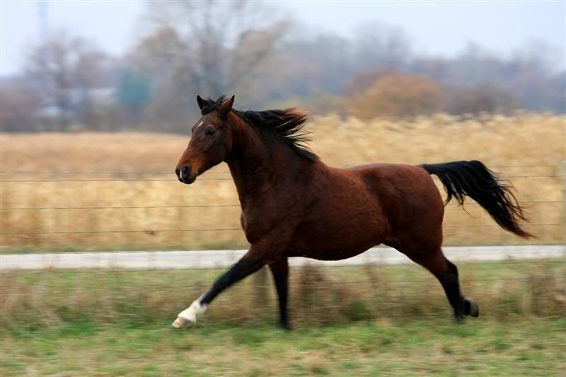 Horsesontherun094copyMedium.jpg