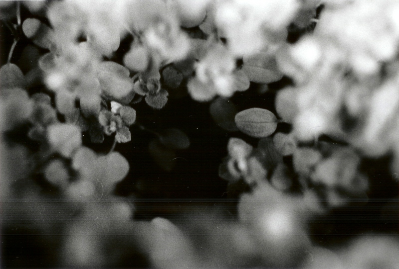 181196255_41a9327313_o.jpg