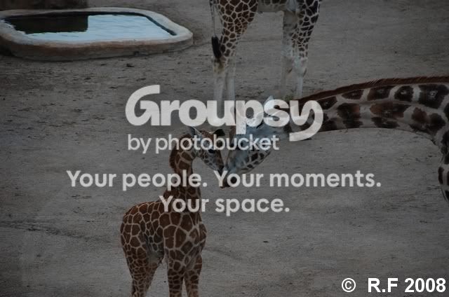 giraff2.jpg