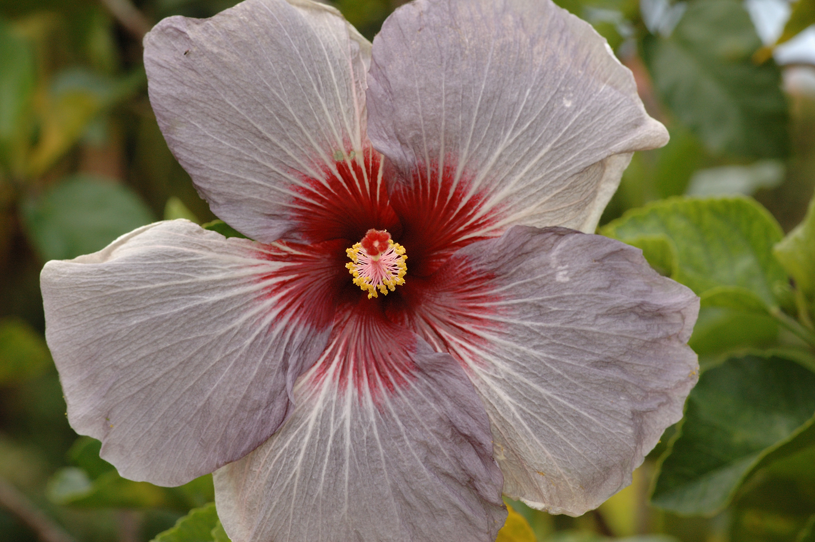 DSC_0115-X3.jpg