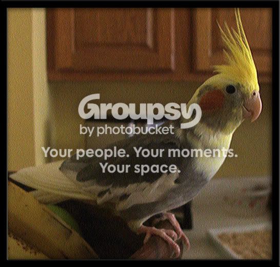 Sunnybird2.jpg