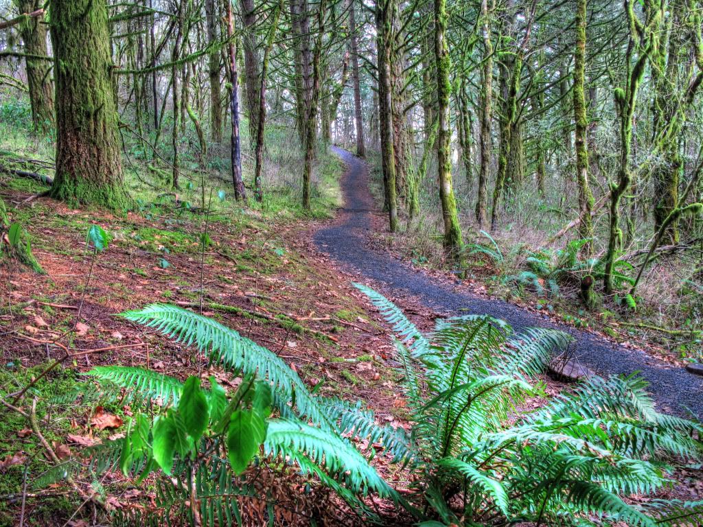 FernPathwayv21.jpg