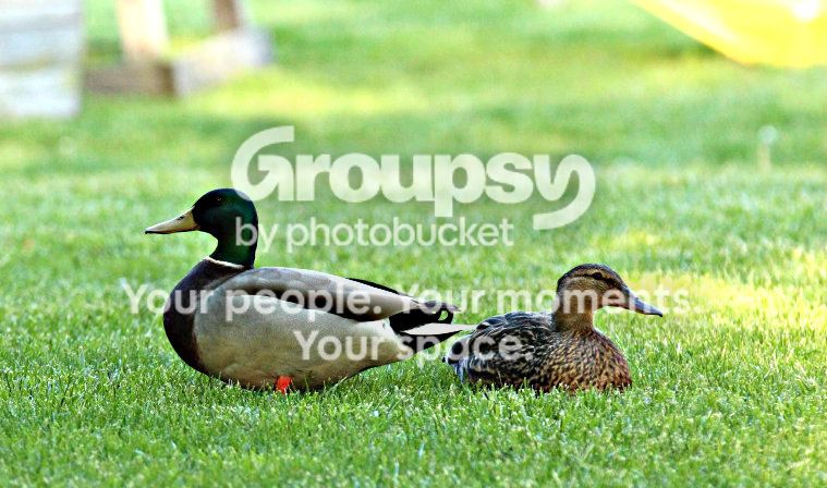 Ducksintheyard.jpg